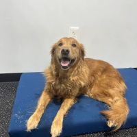 Resurgence Veterinary Mobility ico