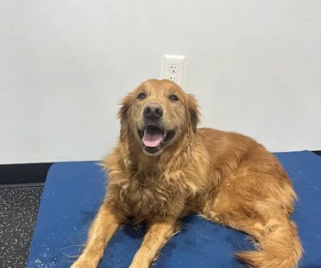 Resurgence Veterinary Mobility