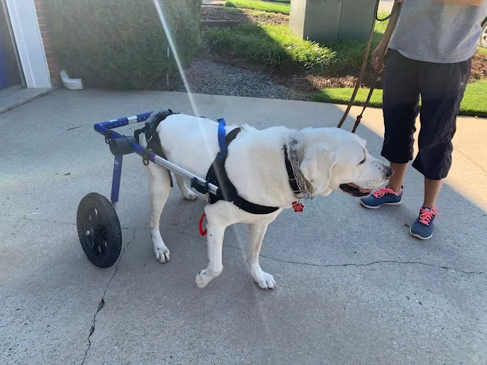 Resurgence Veterinary Mobility Picture 9