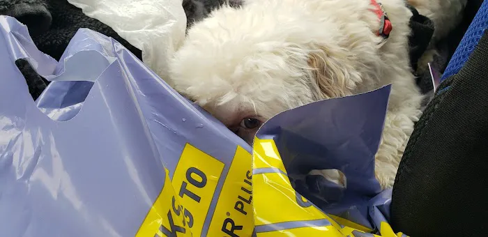 Dearborn Animal Hospital Picture 4