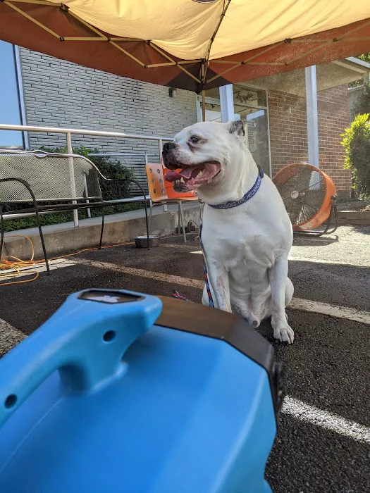 Dearborn Animal Hospital Picture 7