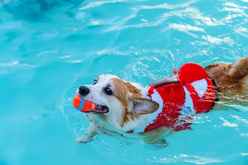How to Safely Introduce Your Dog to Swimming: Expert Tips and Advice