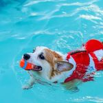 How to Safely Introduce Your Dog to Swimming: Expert Tips and Advice