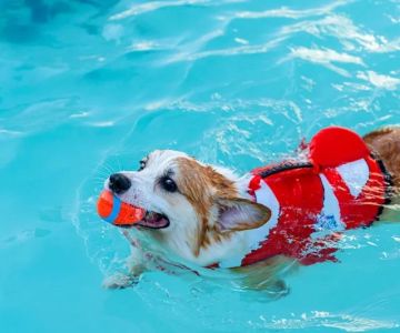 How to Safely Introduce Your Dog to Swimming: Expert Tips and Advice