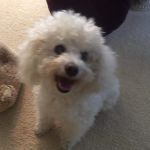 Atlanta Veterinary Eye Clinic