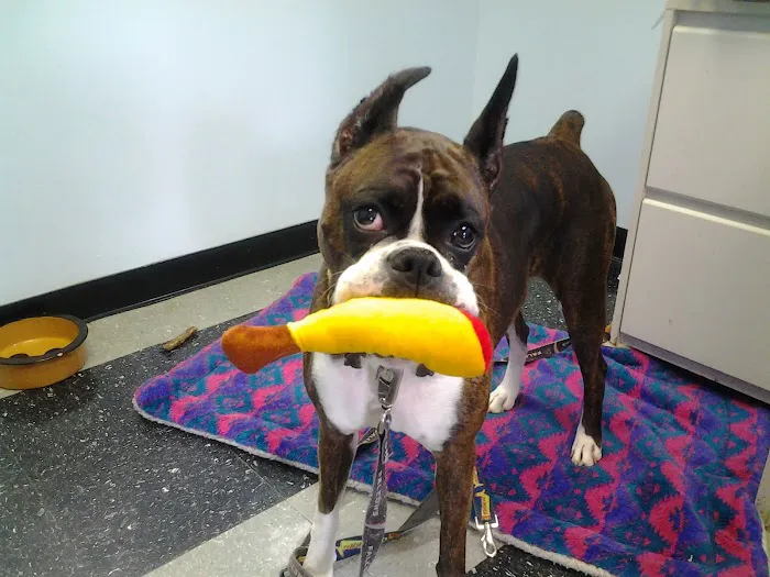 Atlanta Veterinary Eye Clinic Picture 2