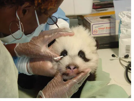 Atlanta Veterinary Eye Clinic Picture 4