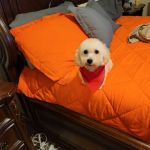 Deshon Animal Hospital