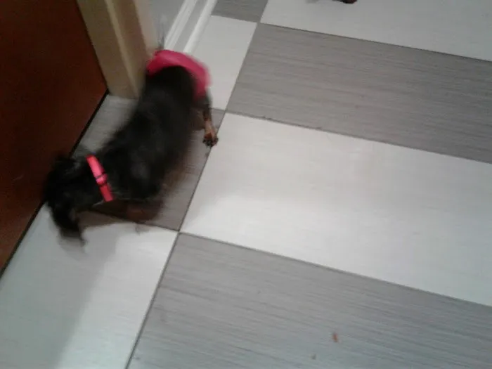 Deshon Animal Hospital Picture 3