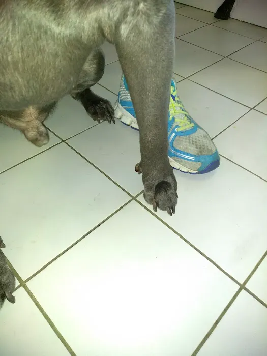 Deshon Animal Hospital Picture 2