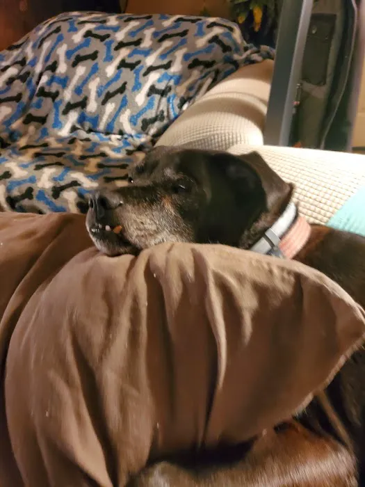 On Point Animal Wellness Picture 2
