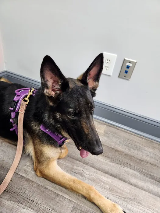 On Point Animal Wellness Picture 8