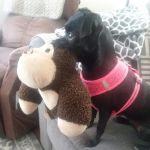 Bennettsville Animal Hospital