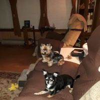 Gandy Animal Hospital ico