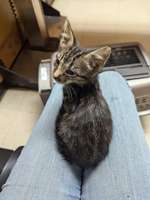 Cooley Veterinary Hospital Picture 4