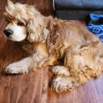 Animal Emergency Hospital of the Pee Dee