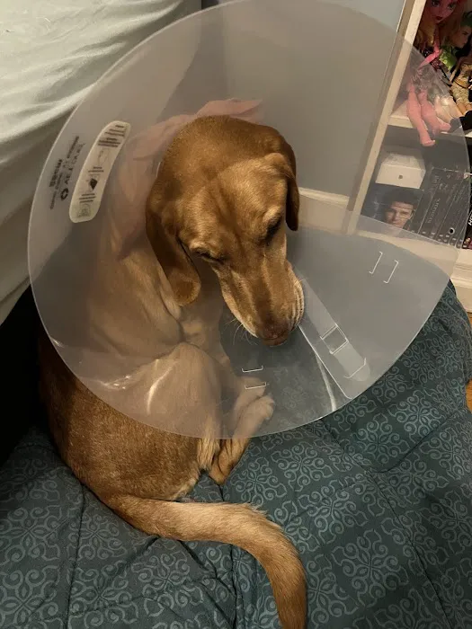 Animal Emergency Hospital of the Pee Dee Picture 9
