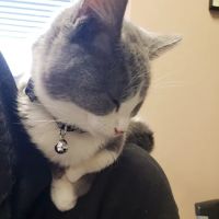 South Huntington Animal Hospital ico