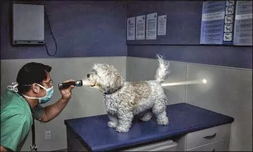South Huntington Animal Hospital Picture 5