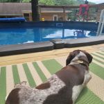Stonecrest Animal Medical Center
