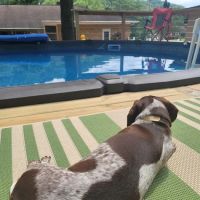 Stonecrest Animal Medical Center ico