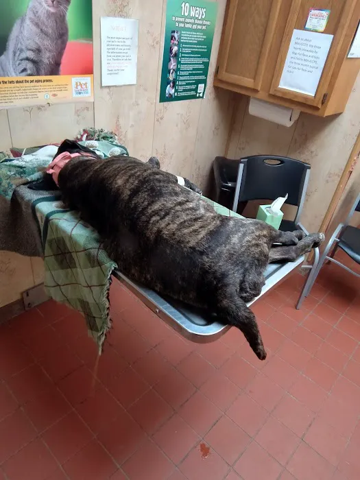 Huntington Dog & Cat Hospital Picture 2