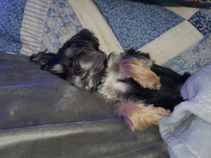 Huntington Dog & Cat Hospital Picture 4