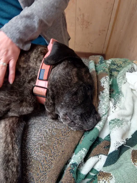 Huntington Dog & Cat Hospital Picture 1