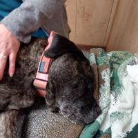Huntington Dog & Cat Hospital ico