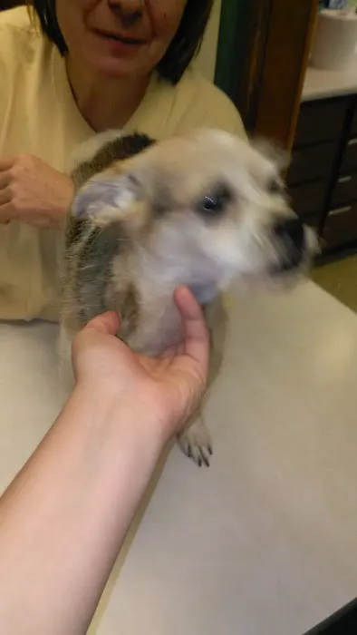 Animal Care Clinic Inc Picture 1