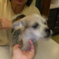 Animal Care Clinic Inc ico