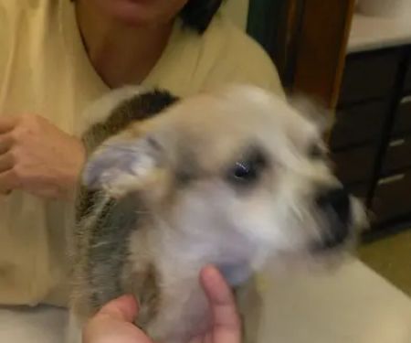 Animal Care Clinic Inc
