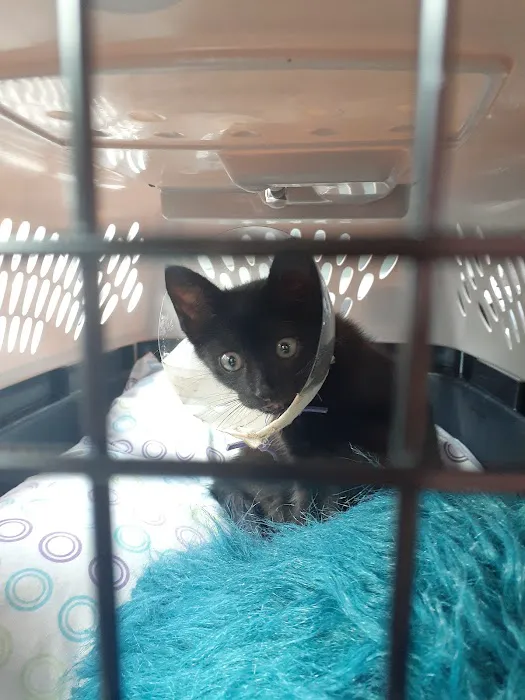 Animal Care Clinic Inc Picture 6