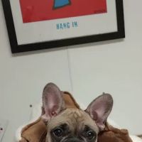 Chesapeake Veterinary Clinic ico