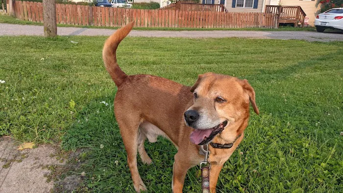 Chesapeake Veterinary Clinic Picture 10