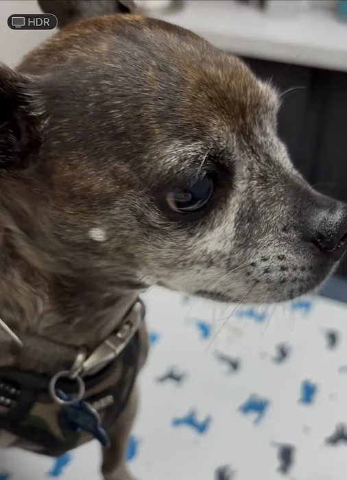Ceredo Kenova Animal Clinic Picture 5