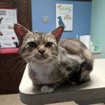 Guyan Animal Hospital