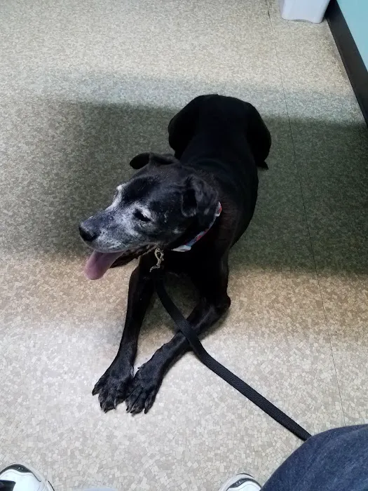 Guyan Animal Hospital Picture 4