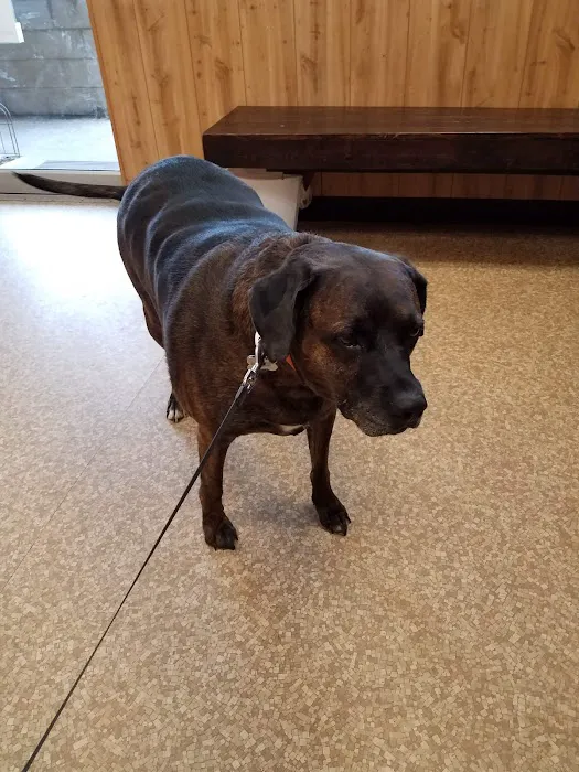 Guyan Animal Hospital Picture 7