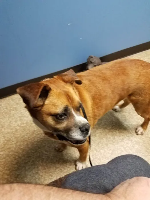 Guyan Animal Hospital Picture 9