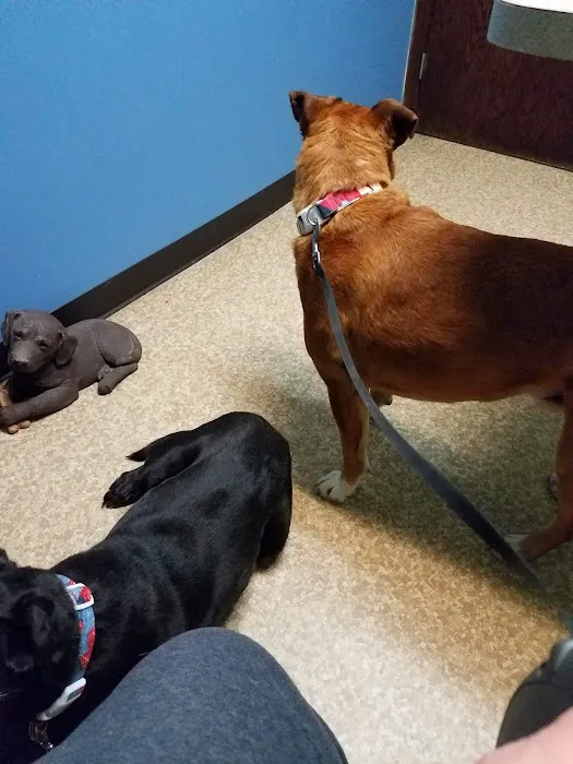 Guyan Animal Hospital Picture 10