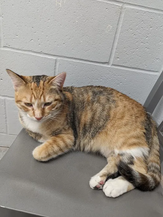 Tri County Animal Emergency Clinic Picture 1