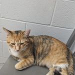Tri County Animal Emergency Clinic