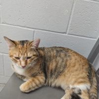 Tri County Animal Emergency Clinic ico