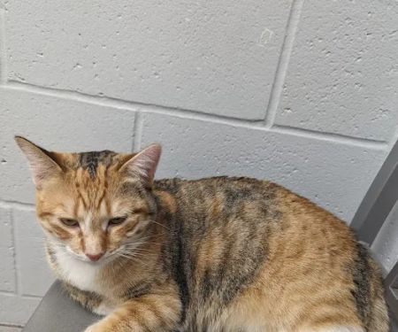 Tri County Animal Emergency Clinic