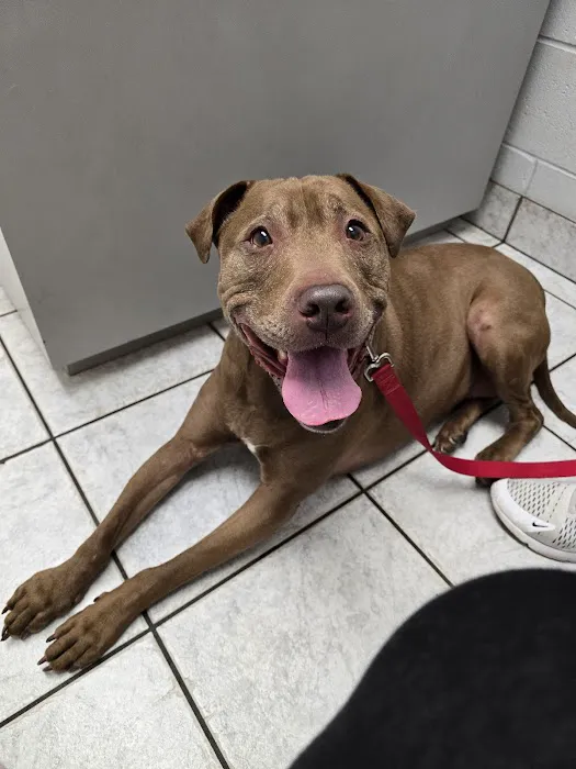 Tri County Animal Emergency Clinic Picture 2