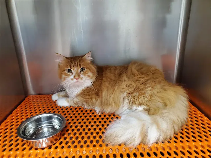 Tri County Animal Emergency Clinic Picture 10