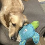 Pekin Veterinary Clinic: Walsh Jami S DVM