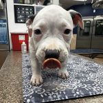 Pekin Veterinary Clinic