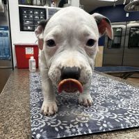 Pekin Veterinary Clinic ico